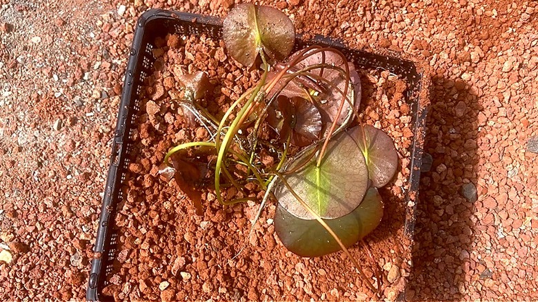 Close-up of an anoxic filtration setup with rust-colored gravel