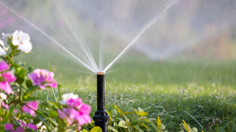 A sprinkler waters grass and flowers