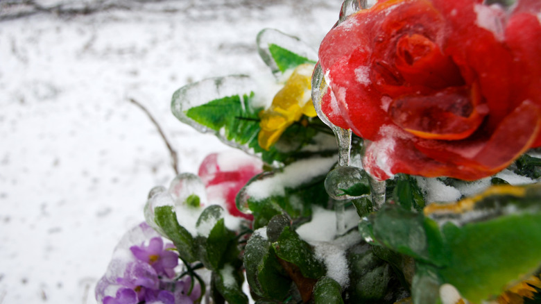 A layer of clear ice covers flowers and leaves