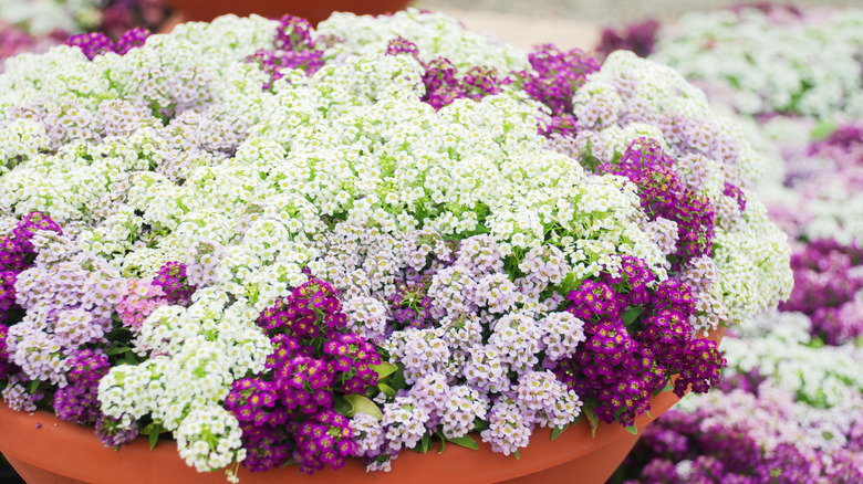 container of purple and white alyssum