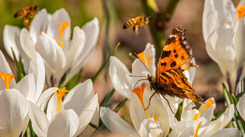 Butterflies and bees feeding on flowers