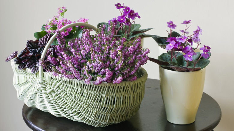 White basket and white pot filled with purple flowers