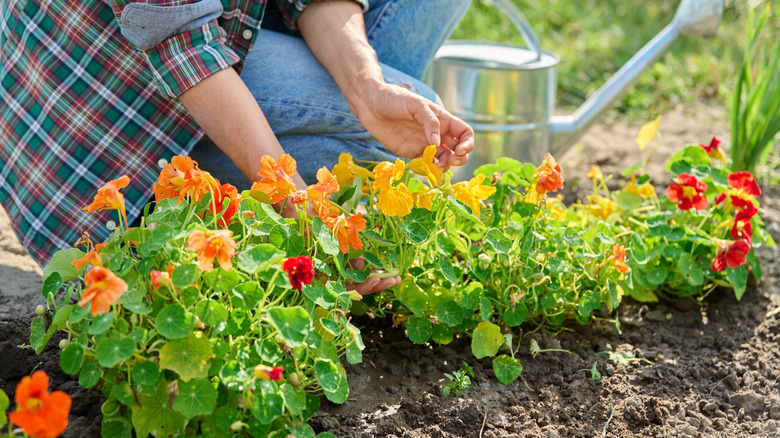 A person bending down to work in garden flower bed