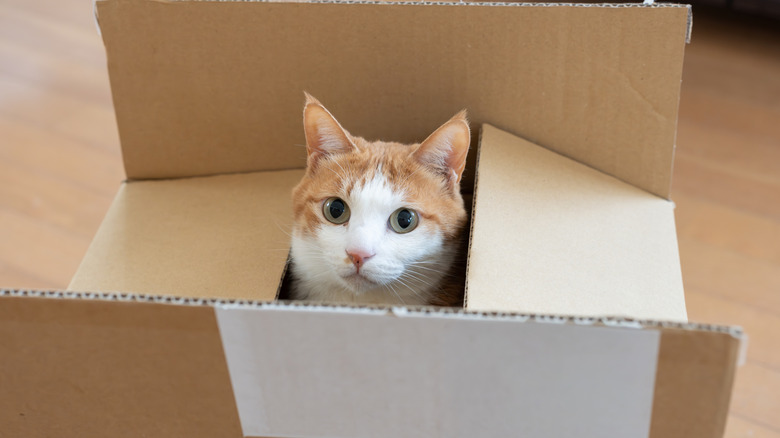 A cat in a cardboard box