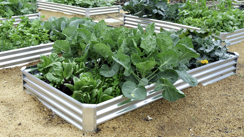 Leafy greens growing in a garden bed made from corrugated metal