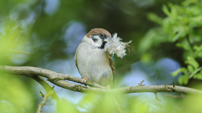 Bird on a tree carrying nesting material