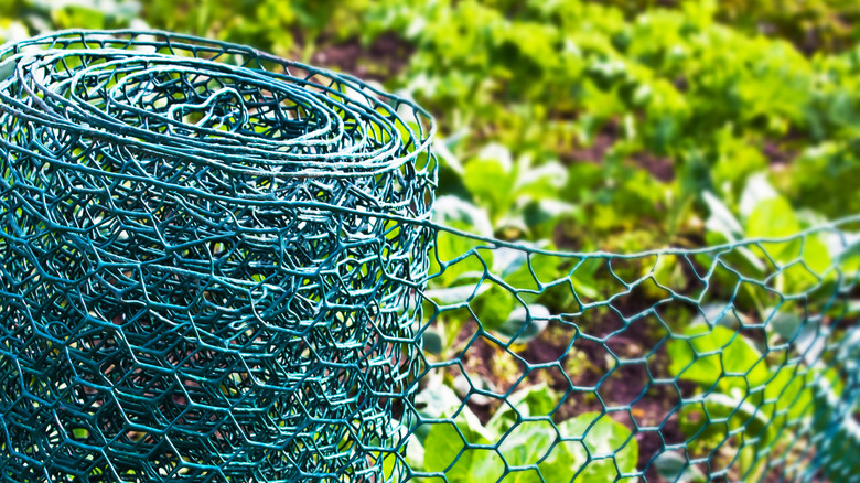 Chicken wire for fencing a garden
