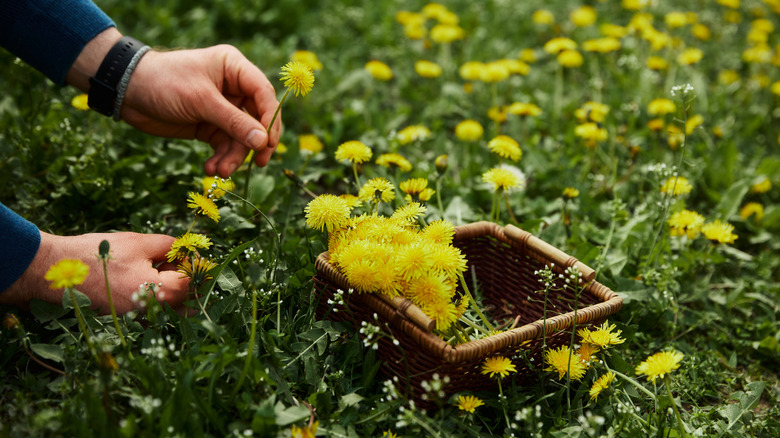 A person picks dandelions in a field and puts them in a basket