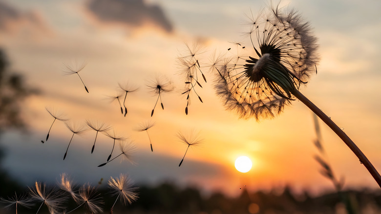 A dandelion puffball releasing its seeds with the setting sun in the background