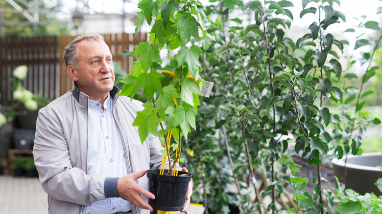 A man holds a potted vine in their hands while shopping at a garden center.