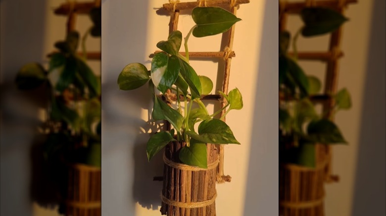 A plant hanger made of twigs, twine, and an upcycled bottle holds a plant cutting.