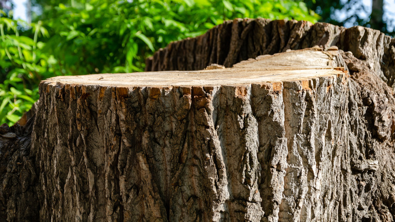 Close-up image of a tree stump outside