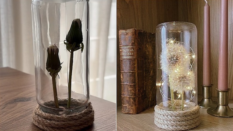 Split image with the closed flower heads in the cloche on the left and the fluffy seed heads along with some fairy lights in the cloche on the right.