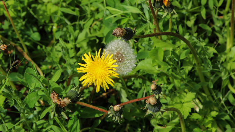 A white seed head and yellow flower on a dandelion plant growing in a lawn.