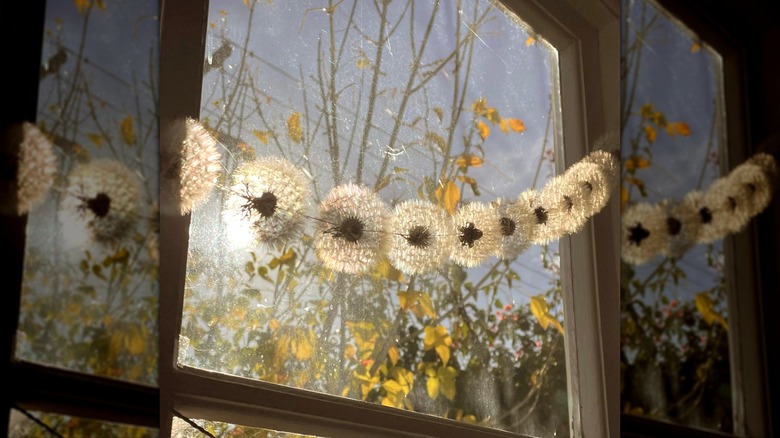 Dandelion garland hung in a sunny window.