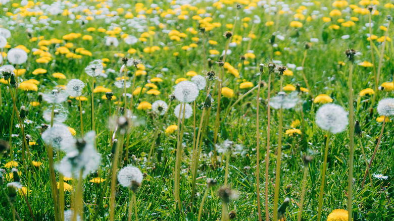 Close up view of dandelions in yellow and white blooms.