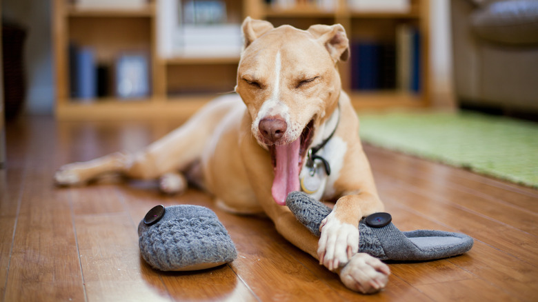 Dog lying on hardwood floor with a slipper in his paws