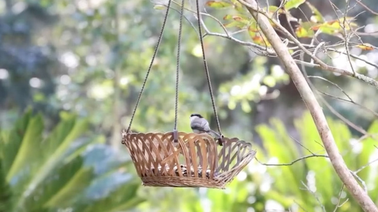 bird feeder using hanging basket