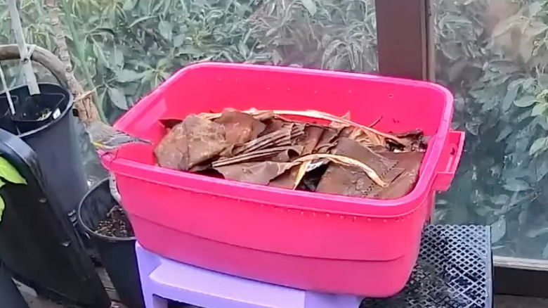 bird eating insects from tub