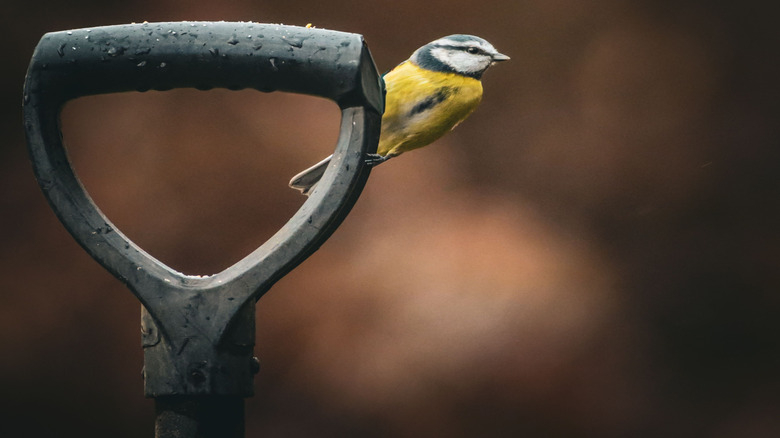 yellow bird perched on shovel