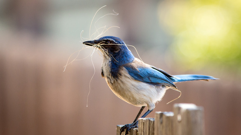 US western jay holding straw