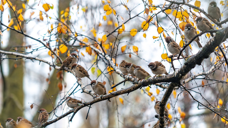 Many birds perched on a tree branch with yellow leaves.