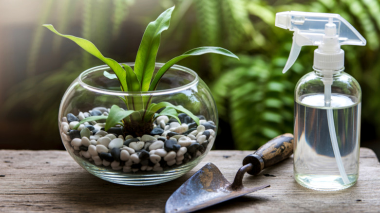 A small glass terrarium with plant