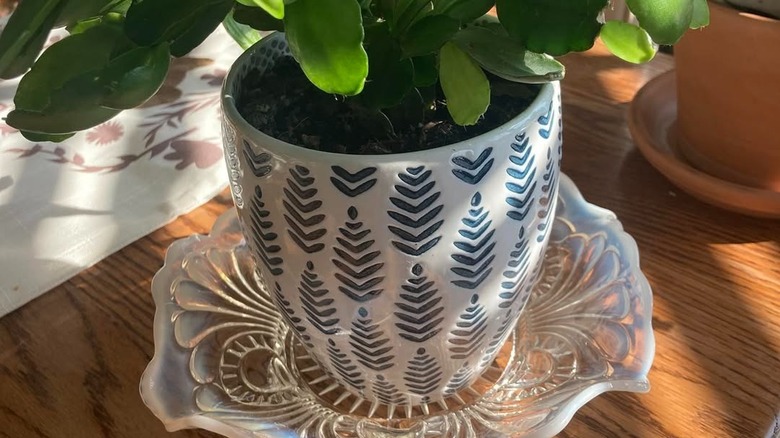 Thrifted glassware used as a plant tray