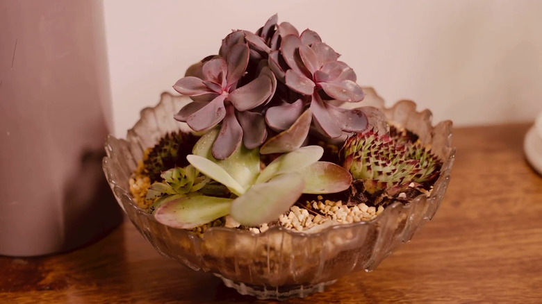 Succulents growing in a vintage glass bowl