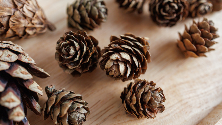 Pine cones that are starting to open their seed scales