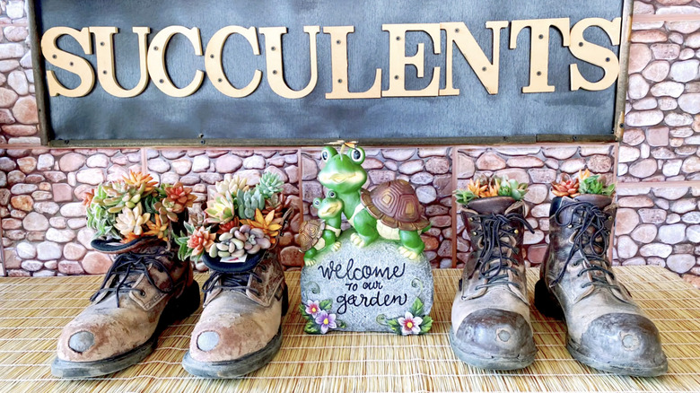 Succulents growning from an old pairs of boots