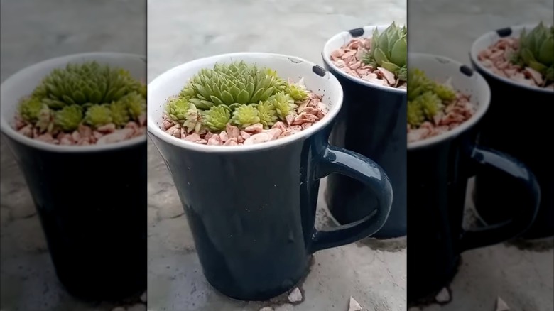 Succulents growing inside a mug