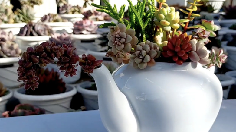A white teapot with multiple succulents growing in it.