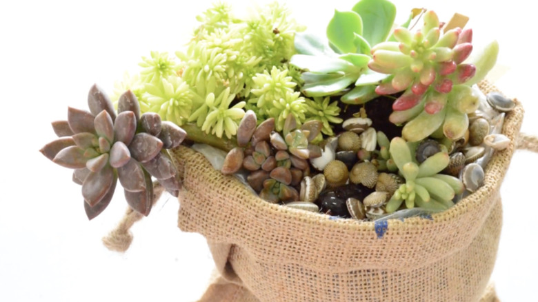 Succulents growing out of tote bag
