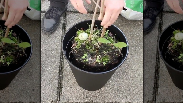 A gardener turning a waste basket into a planter
