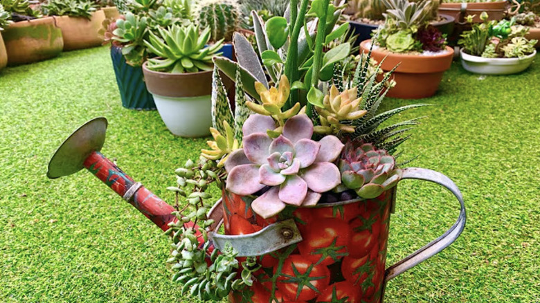 Succulents growing from a watering can