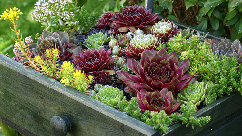 Succulents growing in a drawer
