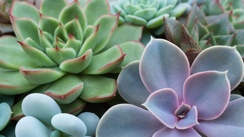 Succulent plants
