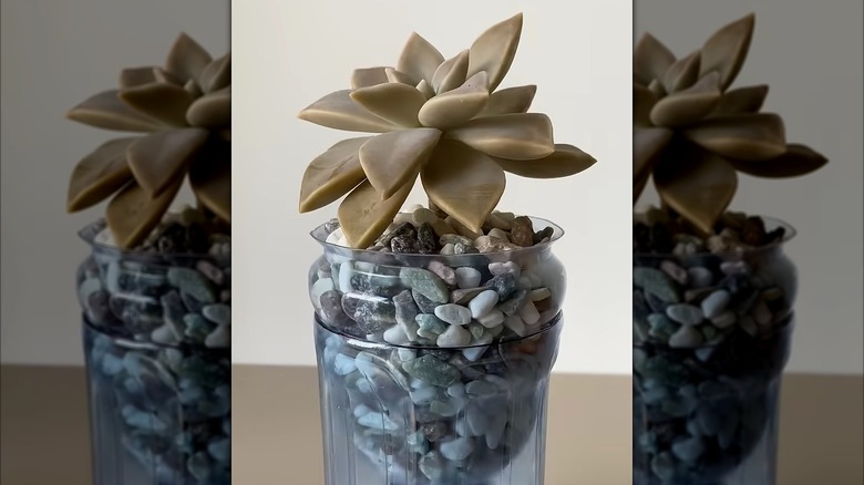 Plastic bottles with plants growing in them