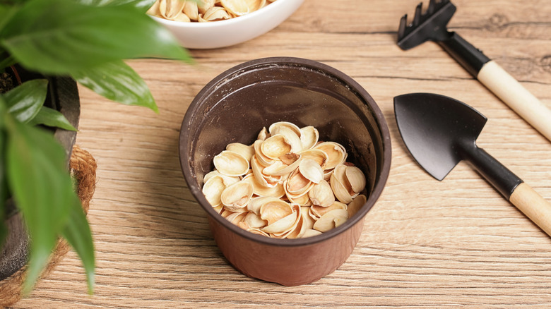 A flower pot filled a third of the way with pistachio shells, sitting next to gardening tools.