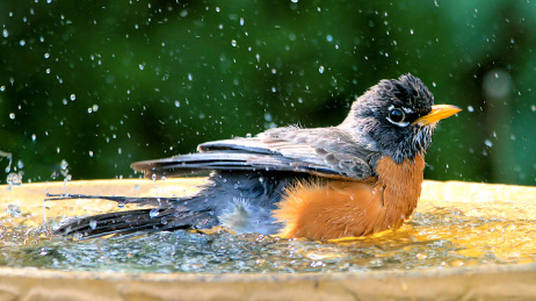 An American robin splashing in a birdbath.