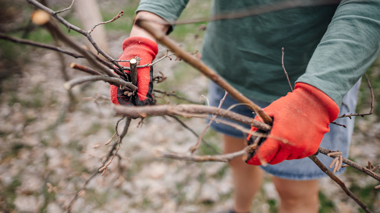 Person picking up tree branches