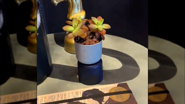 A DIY succulent propagation planter made with spray paint can lids