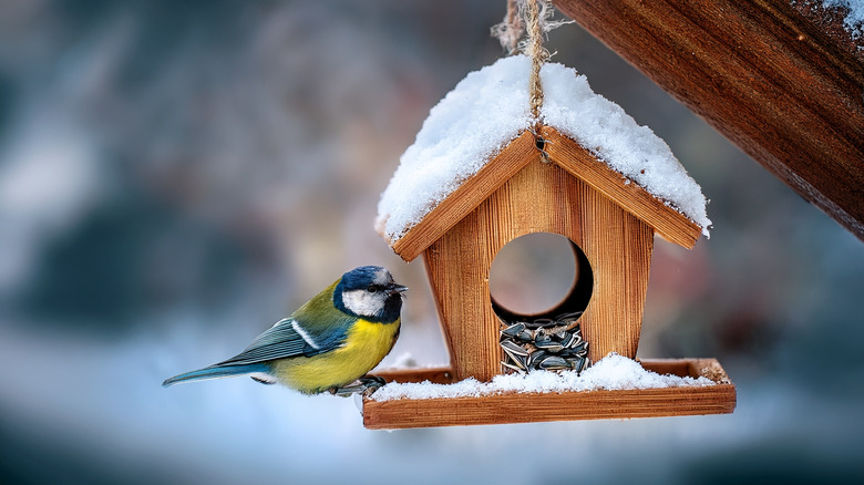 a bird visits a small wooden feeder on a snowy day