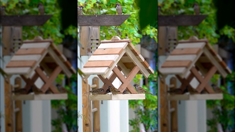 a wood slat bird feeder being visited by sparrows