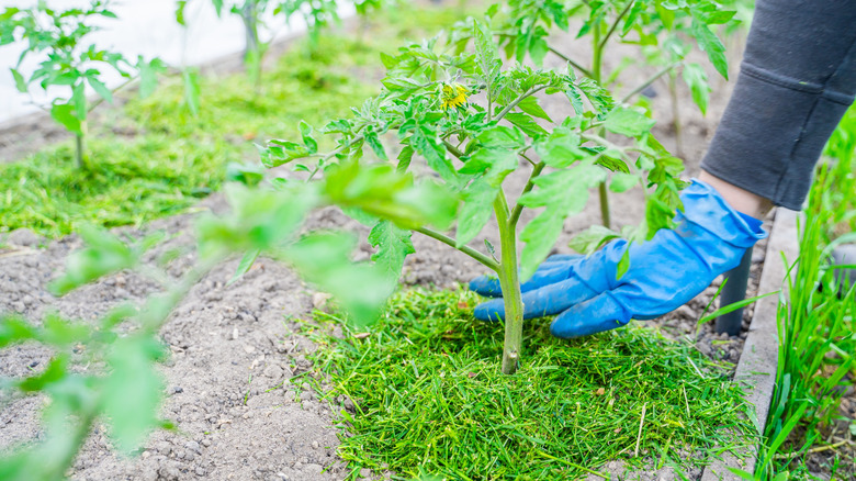 Hand with blue glove adding grass clippings as mulch to tomato garden.