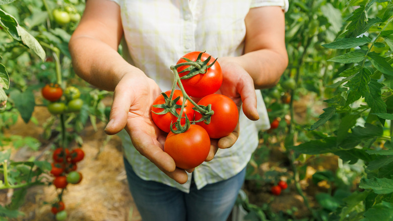 Woman holding freshly picked tomatoes from the garden.