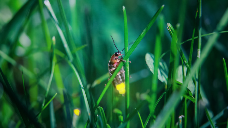 Firefly in grass