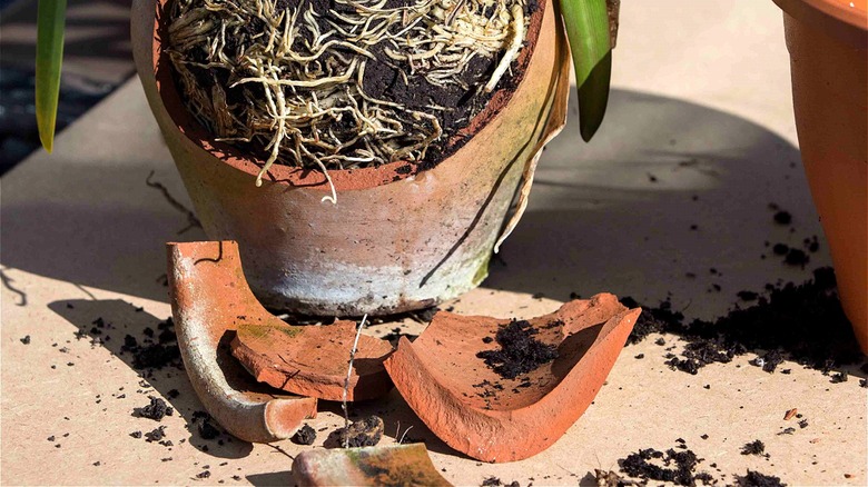 Broken terracotta plant pot