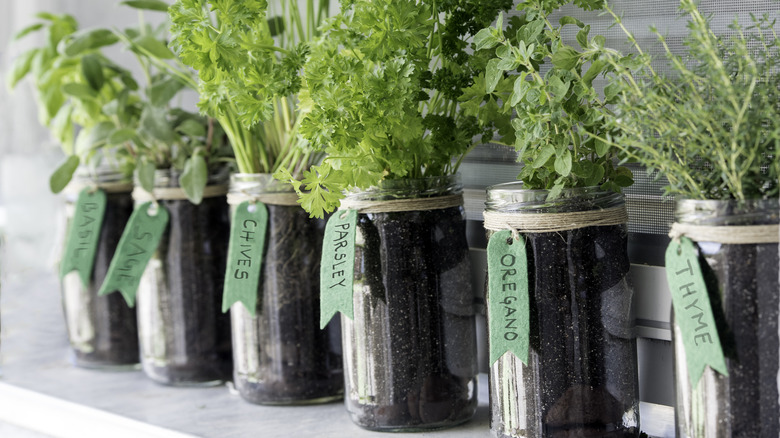 Herbs growing in jars with labels